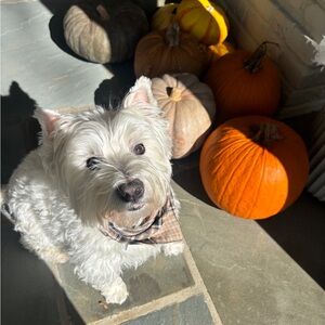 Meet your Posher, Twisted Pink